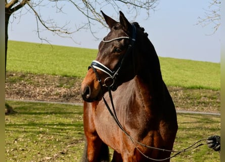 Hannover, Castrone, 4 Anni, 170 cm, Baio