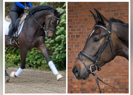 Hannover, Castrone, 4 Anni, 170 cm, Baio