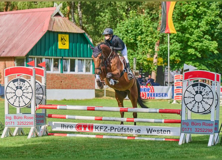 Hannover, Castrone, 4 Anni, 170 cm, Baio