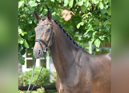 Hannover, Castrone, 4 Anni, 170 cm, Baio scuro