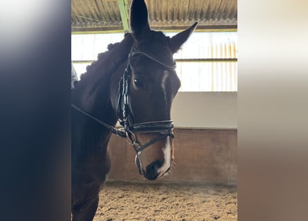 Hannover, Castrone, 4 Anni, 170 cm, Baio scuro