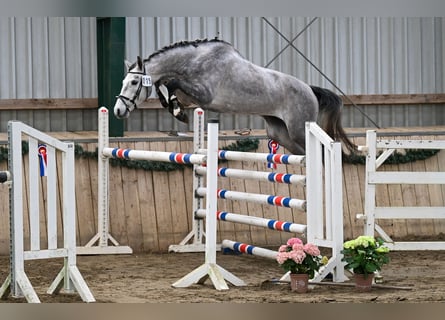 Hannover, Castrone, 4 Anni, 170 cm, Grigio