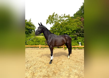 Hannover, Castrone, 4 Anni, 170 cm, Morello