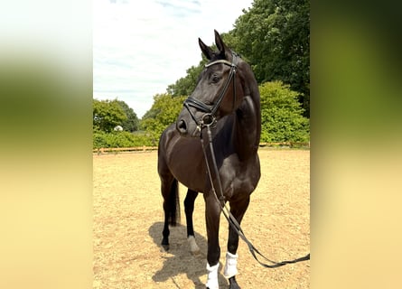 Hannover, Castrone, 4 Anni, 170 cm, Morello