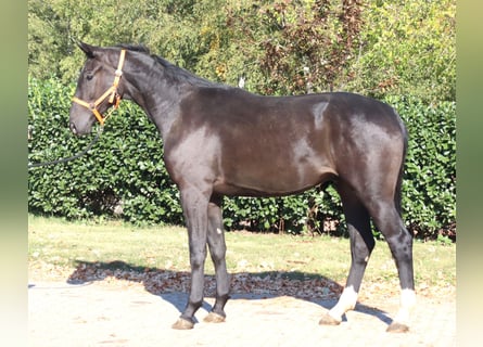 Hannover, Castrone, 4 Anni, 170 cm, Morello