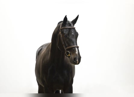 Hannover, Castrone, 4 Anni, 170 cm, Morello