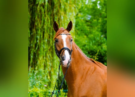 Hannover, Castrone, 4 Anni, 170 cm, Sauro