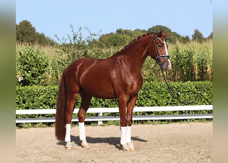 Hannover, Castrone, 4 Anni, 170 cm, Sauro