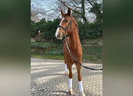 Hannover, Castrone, 4 Anni, 170 cm, Sauro scuro