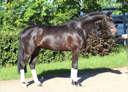 Hannover, Castrone, 4 Anni, 172 cm, Baio