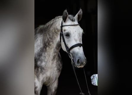 Hannover, Castrone, 4 Anni, 172 cm, Grigio
