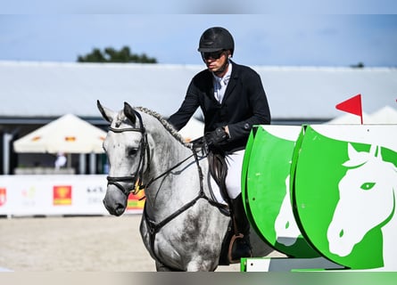 Hannover, Castrone, 4 Anni, 172 cm, Grigio