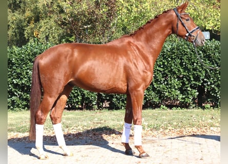 Hannover, Castrone, 4 Anni, 172 cm, Sauro