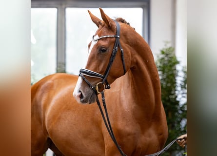Hannover, Castrone, 4 Anni, 172 cm, Sauro scuro
