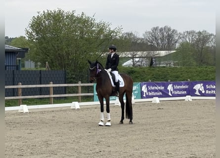 Hannover, Castrone, 4 Anni, 173 cm, Baio