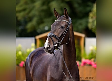 Hannover, Castrone, 4 Anni, 173 cm, Baio nero