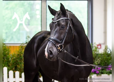 Hannover, Castrone, 4 Anni, 173 cm, Morello