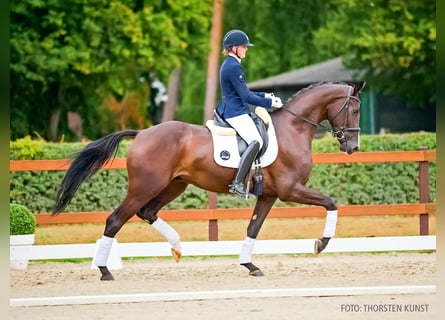 Hannover, Castrone, 4 Anni, 173 cm, Morello