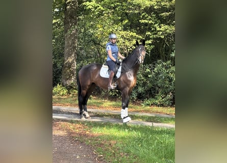 Hannover, Castrone, 4 Anni, 174 cm, Baio