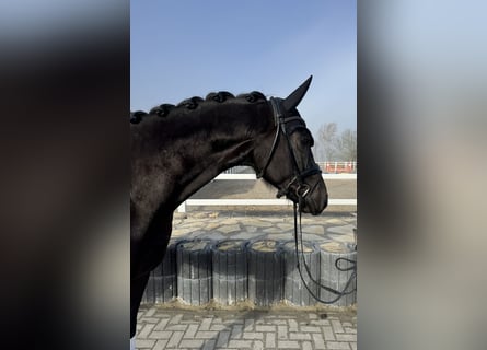 Hannover, Castrone, 4 Anni, 174 cm, Morello