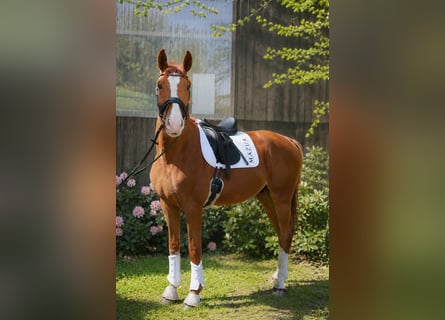 Hannover, Castrone, 4 Anni, 174 cm, Sauro