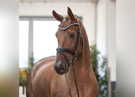 Hannover, Castrone, 4 Anni, 174 cm, Sauro