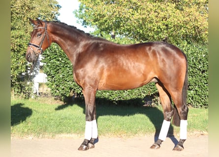 Hannover, Castrone, 4 Anni, 175 cm, Baio