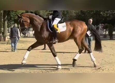 Hannover, Castrone, 4 Anni, 175 cm, Baio