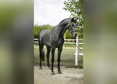 Hannover, Castrone, 4 Anni, 175 cm, Grigio pezzato
