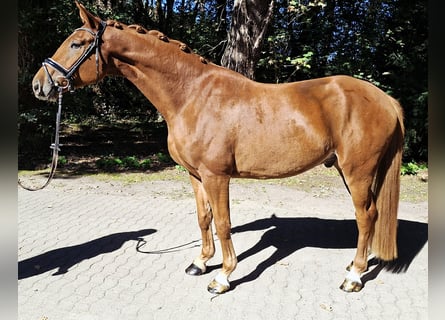 Hannover, Castrone, 4 Anni, 175 cm, Sauro