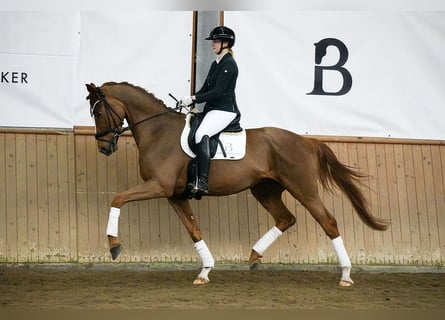 Hannover, Castrone, 4 Anni, 175 cm, Sauro