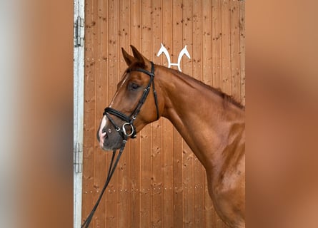 Hannover, Castrone, 4 Anni, 175 cm, Sauro