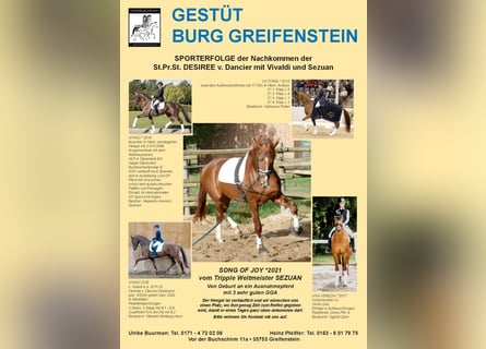 Hannover, Castrone, 4 Anni, 176 cm, Sauro