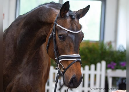 Hannover, Castrone, 4 Anni, 177 cm, Baio nero