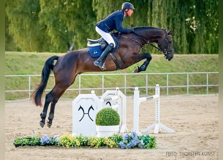 Hannover, Castrone, 4 Anni, 177 cm, Baio scuro