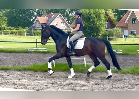 Hannover, Castrone, 4 Anni, 178 cm, Baio scuro