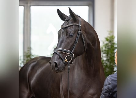 Hannover, Castrone, 4 Anni, 178 cm, Morello