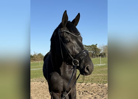 Hannover, Castrone, 4 Anni, 182 cm, Morello
