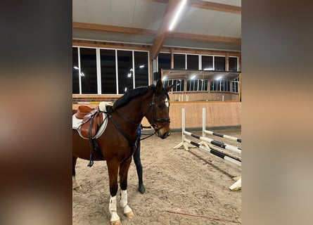 Hannover, Castrone, 4 Anni, Baio