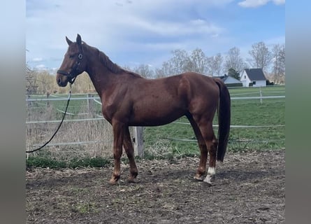 Hannover, Castrone, 4 Anni, Sauro