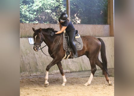 Hannover, Castrone, 4 Anni, Sauro