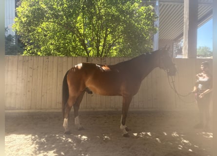 Hannover, Castrone, 5 Anni, 162 cm, Baio chiaro