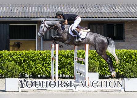 Hannover, Castrone, 5 Anni, 162 cm, Grigio