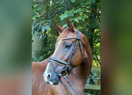 Hannover, Castrone, 5 Anni, 163 cm, Sauro scuro