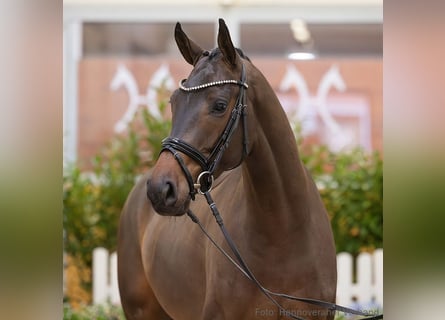 Hannover, Castrone, 5 Anni, 164 cm, Baio scuro