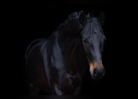 Hannover, Castrone, 5 Anni, 165 cm, Baio scuro