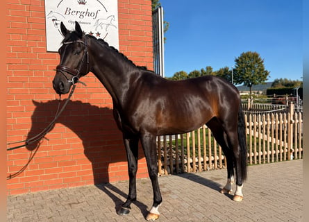 Hannover, Castrone, 5 Anni, 165 cm, Baio scuro