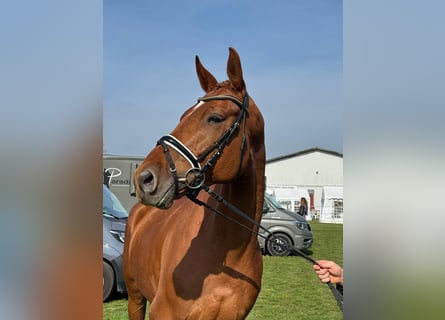 Hannover, Castrone, 5 Anni, 165 cm, Sauro