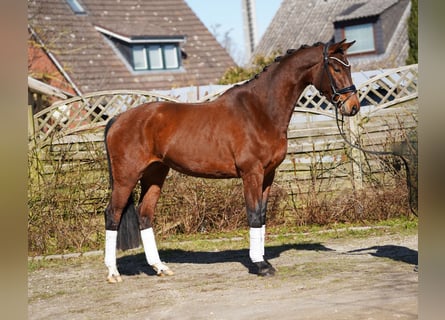Hannover, Castrone, 5 Anni, 166 cm, Baio scuro