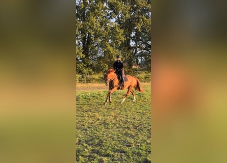 Hannover, Castrone, 5 Anni, 166 cm, Sauro